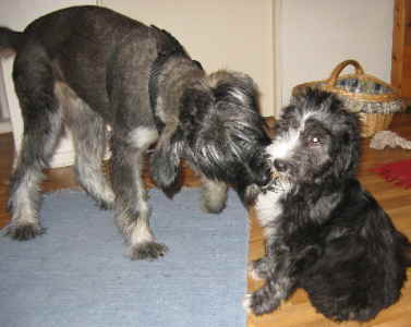 IMG_0960 Mittlere Webansicht